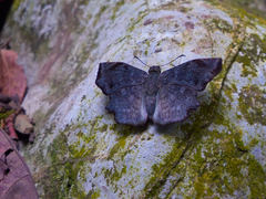 Antigonus erosus