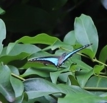 Graphium choredon