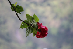 Hibiscus