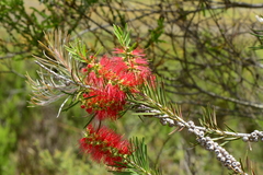 Melaleuca citrina