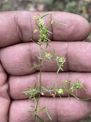 Arenaria