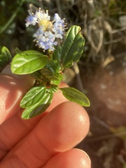 Ceanothus
