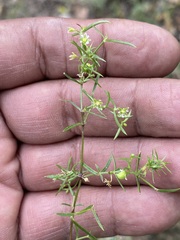 Arenaria