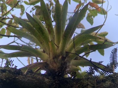 Tillandsia