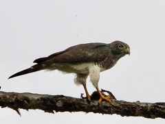 Harpagus bidentatus