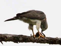 Harpagus bidentatus