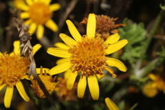 Senecioninae