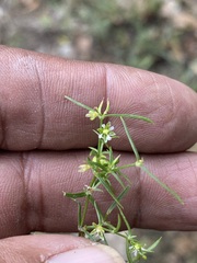 Arenaria