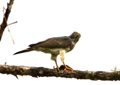 Harpagus bidentatus