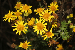 Senecioninae