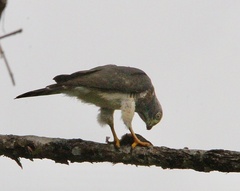 Harpagus bidentatus