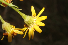 Senecioninae