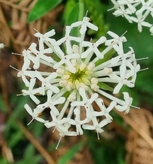 Pimelea humilis