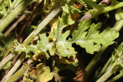 Senecioninae