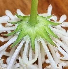 Pimelea humilis