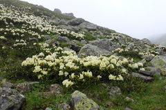 Rhododendron caucasicum