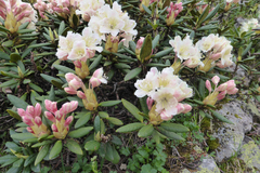Rhododendron caucasicum