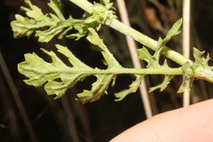 Senecioninae