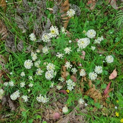 Pimelea humilis