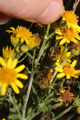 Senecioninae