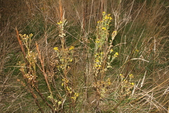Senecioninae