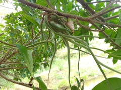 Tillandsia caput-medusae