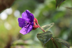 Melastomeae