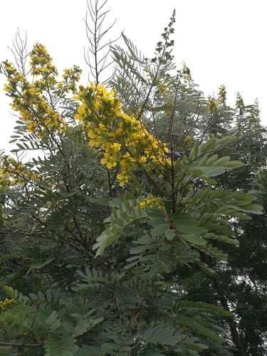 Kassod Tree