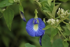 Clitoria ternatea