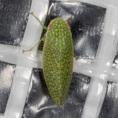 Rugosana