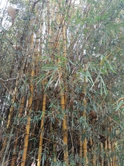 Bambusa vulgaris