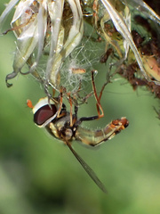 Simosyrphus grandicornis