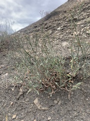 Eriogonum lonchophyllum
