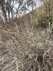 Eriogonum lonchophyllum