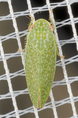 Rugosana