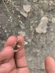 Eriogonum lonchophyllum