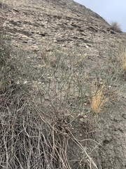 Eriogonum lonchophyllum
