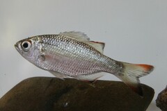 Kuhlia marginata