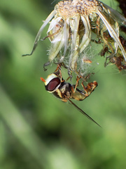 Simosyrphus grandicornis