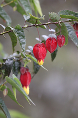 Callianthe megapotamica