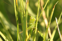 Conocephalus longipes