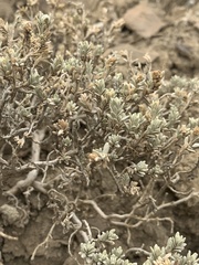 Atriplex corrugata