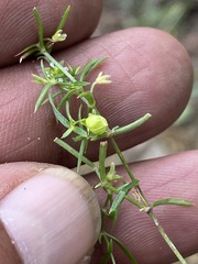 Arenaria