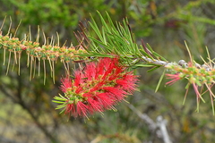 Melaleuca citrina