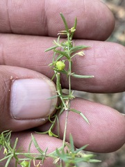 Arenaria