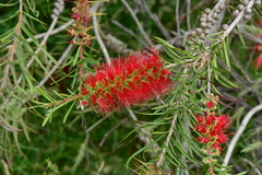Melaleuca citrina