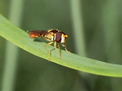 Sphaerophoria macrogaster