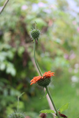Leonotis