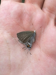 Hypolycaena philippus philippus