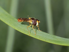 Sphaerophoria macrogaster